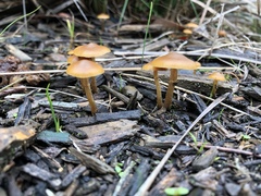 Galerina patagonica