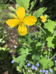 Chelidonium majus