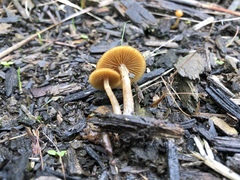 Galerina patagonica