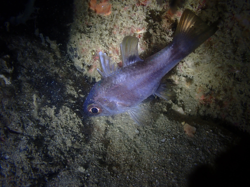 Apogonichthyoides melas observed 2026-07-25