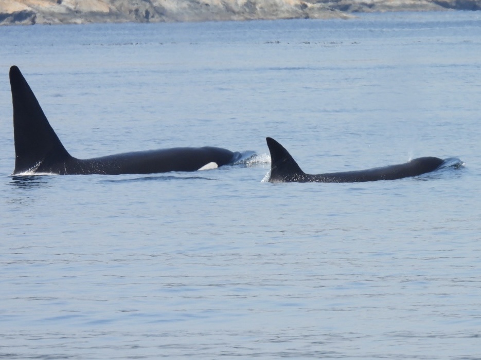 Orcinus orca