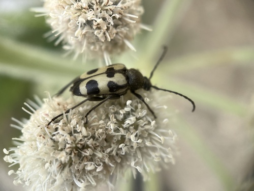 iNaturalist observation photo of Judolia