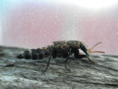 Ontholestes murinus