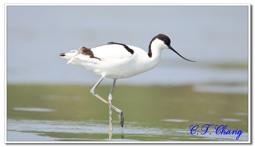 iNaturalist image