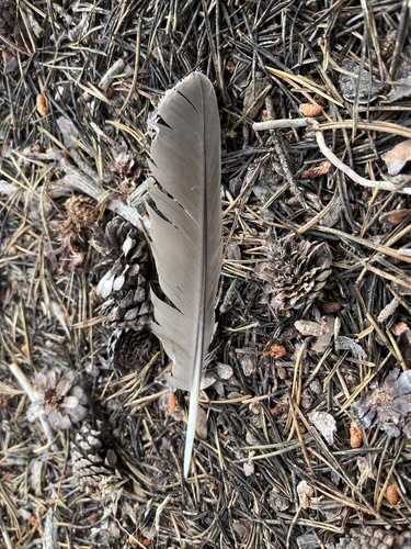 iNaturalist observation photo of Sooty Grouse