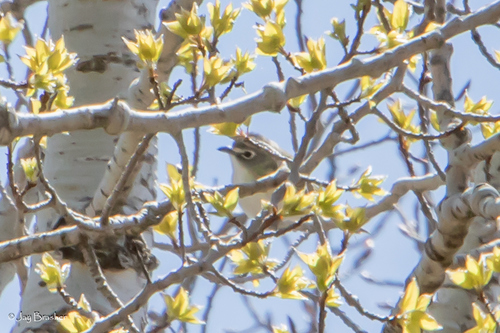 Blue-headed Vireo