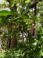 Neea psychotrioides, photograph (c) Douglas Caro Lopez, some rights reserved (CC BY)