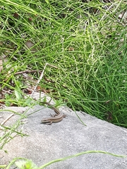 Takydromus wolteri