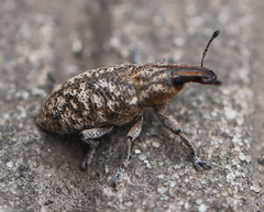 Cyphocleonus