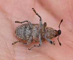 Cyphocleonus
