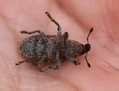 Cyphocleonus