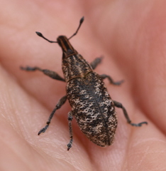 Cyphocleonus