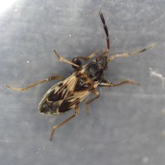 Scolopostethus affinis