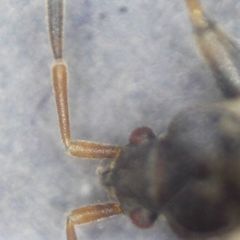 Scolopostethus affinis