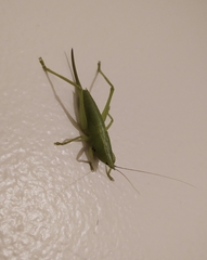 Belocephalus