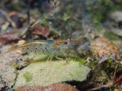 Caridina cantonensis