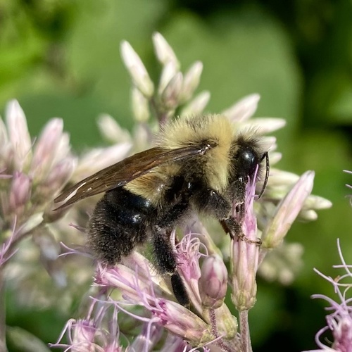 Rusty patched bumble bee