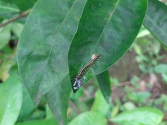 Helicorthomorpha