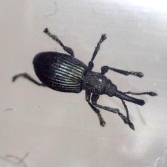 Ceratapion onopordi
