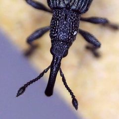 Ceratapion onopordi