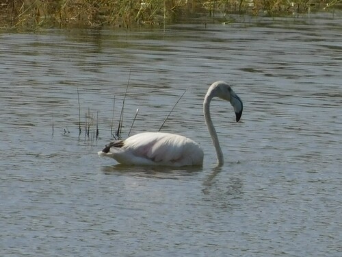 iNaturalist image