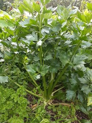 Apium graveolens rapaceum