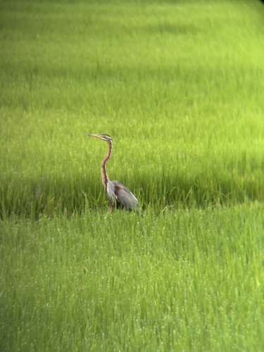 iNaturalist: (c) Py Koh (Chantelle), some rights reserved (CC BY-NC), uploaded by Py Koh (Chantelle) iNaturalist image
