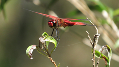 Tramea eurybia