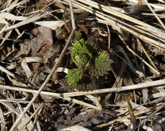 Urtica platyphylla