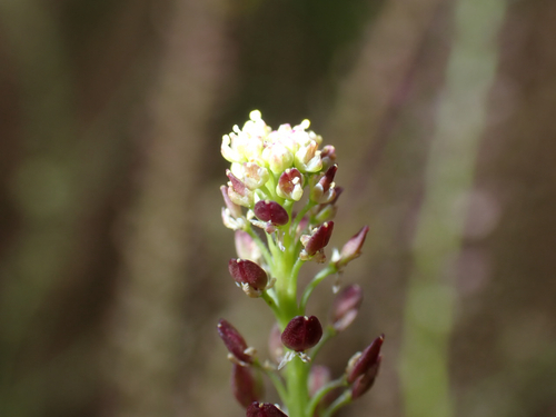 Lepidium africanum observed 2026-07-25