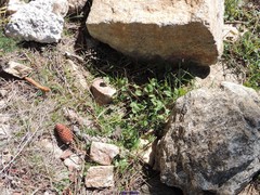 Rumex induratus