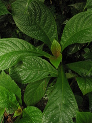 Nautilocalyx bracteatus