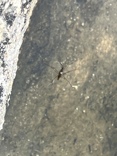 iNaturalist observation photo of Gerrini