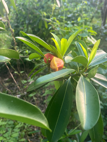 Ochrosia mariannensis observed 2026-07-26