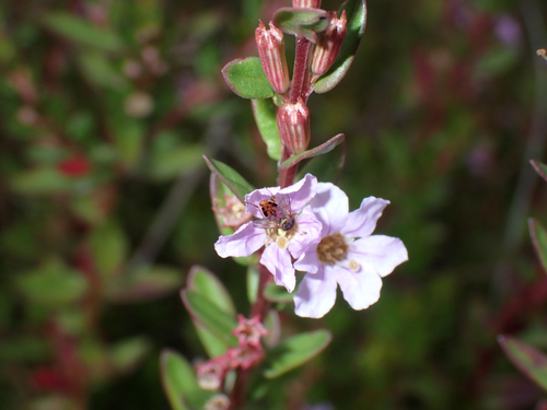 Lythrum maritimum observed 2026-07-25