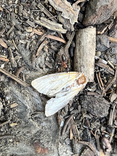 iNaturalist observation photo of Formica neorufibarbis