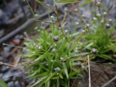 Eriocaulon truncatum
