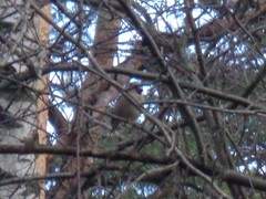 Coccothraustes coccothraustes