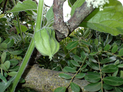 Physalis peruviana observed 2026-07-25