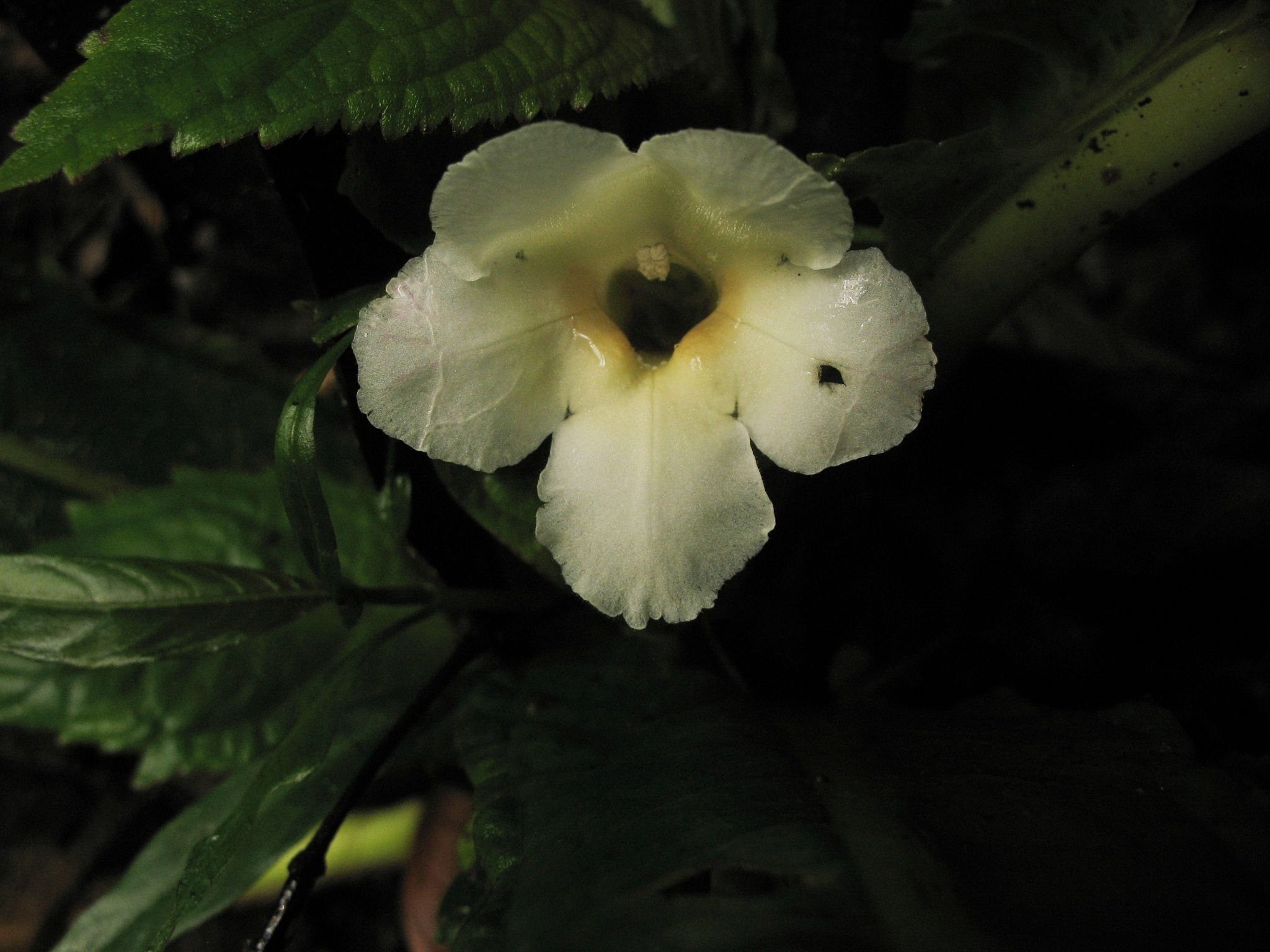 Nautilocalyx bracteatus