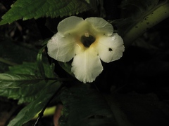 Nautilocalyx bracteatus