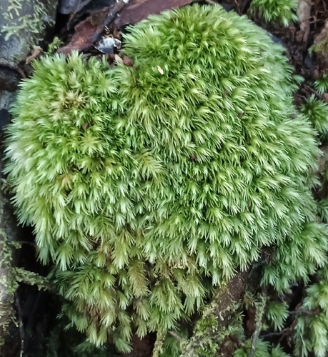 Leucobryum seemannii observed 2026-07-25