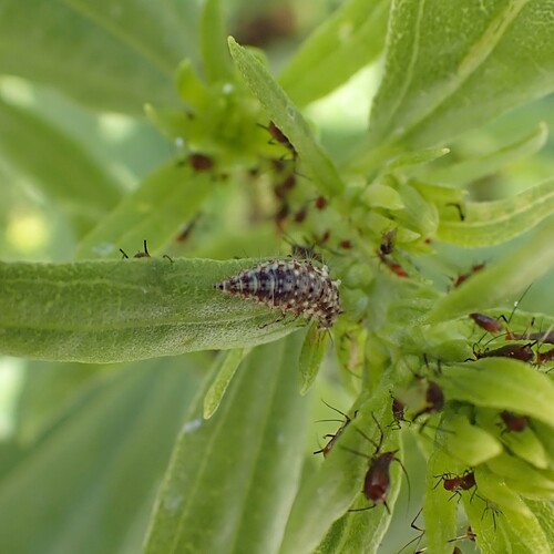 Weeping Green Lacewing