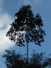 Cordia alliodora