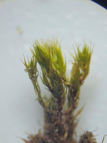 Gemmabryum dichotomum observed 2026-07-20