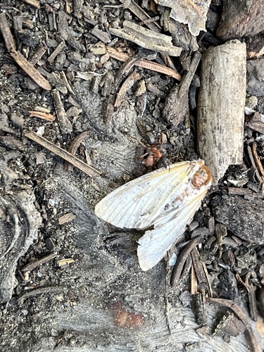 iNaturalist observation photo of Owlet Moths and Allies