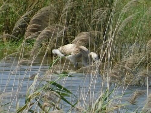 iNaturalist image