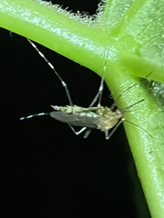 Aedes canadensis
