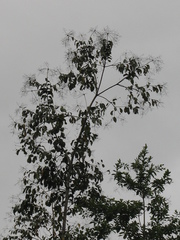 Cordia alliodora