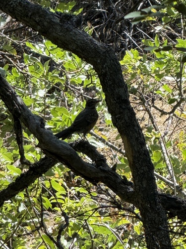 Sage Thrasher